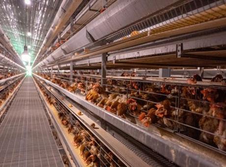 ABD’de 2017’den itibaren ilk H7N9 kuş gribi salgını görüldü