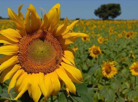 Ayçiçeğinde verimi düşüren canavar otuna karşı detaylı çalışma yapılıyor