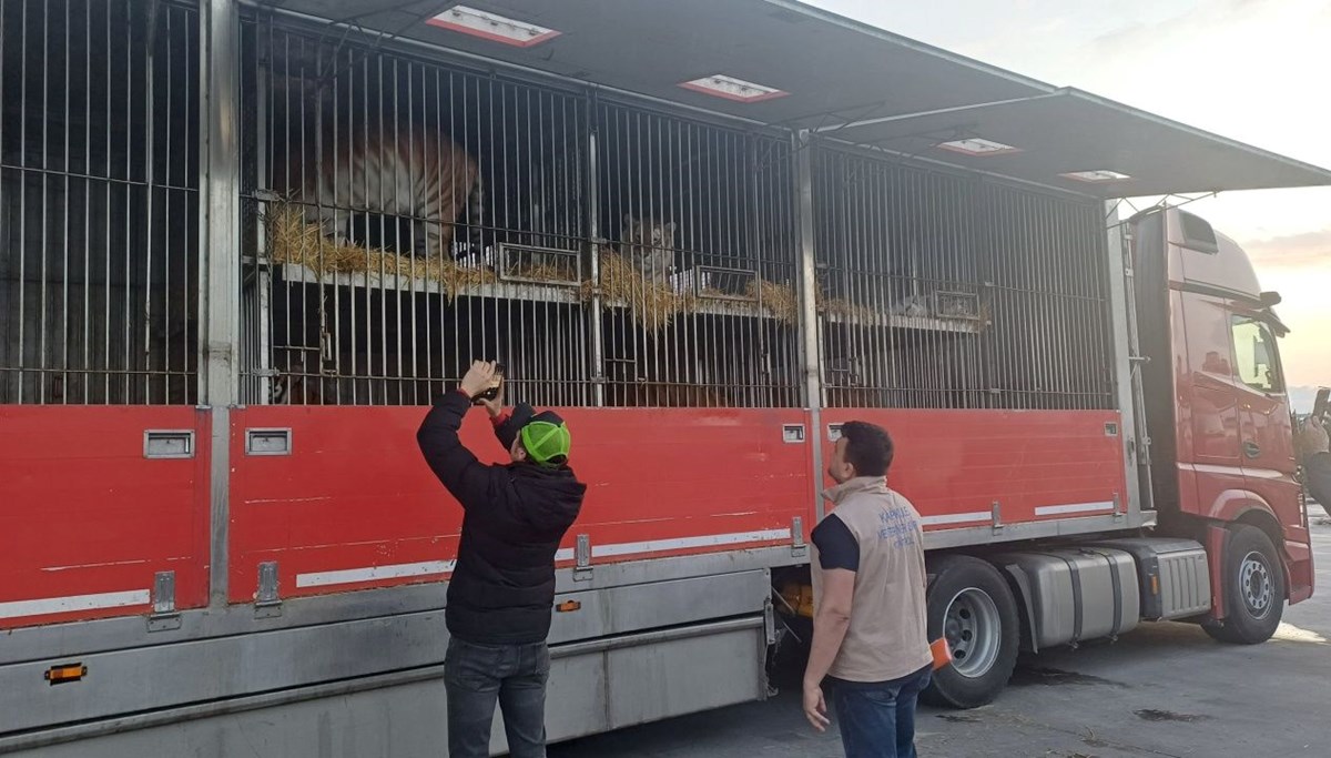 Azerbaycan’a giden 11 kaplan Kapıkule’den Türkiye’ye giriş yaptı