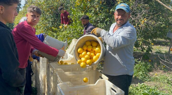 Tarlada kilosu 15, markette 25 lira: Bahçede çalışan işçilerse günlük bin TL kazanıyor