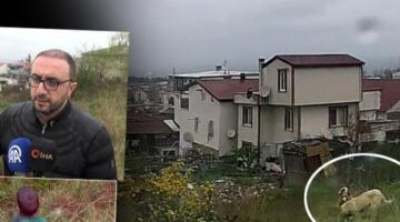 Yalova’da dehşet! 5 yaşındaki çocuğu köpeklerin ağzından zor aldılar