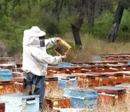 Adana’da feci olay! Üzerinde korumalı kıyafet olmasına rağmen arı soktu hayatını kaybetti