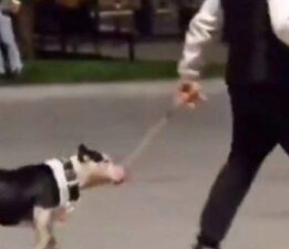Ağızlıksız pitbullu diğer köpeklerin üzerine salan kişiye para cezası