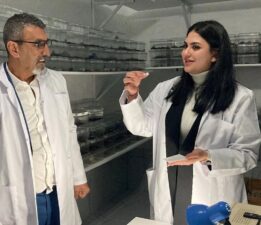 Akrep zehrini şekere damlatıp yiyor