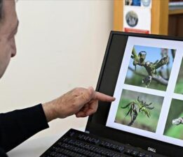 Fındık üreticilerine yaprak gübrelemesi önerisi