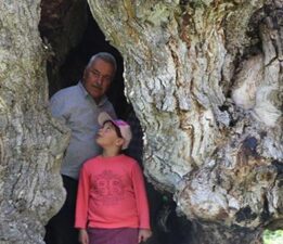 Görüntüleri sosyal medyada yayıldı: Çocukluğumuzdan beri bu ağacın hikayesini dinleriz
