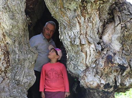 Görüntüleri sosyal medyada yayıldı: Çocukluğumuzdan beri bu ağacın hikayesini dinleriz