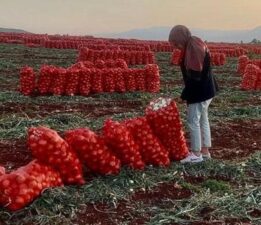 Hatay’da ihraç edilecek soğanlardan numune alındı