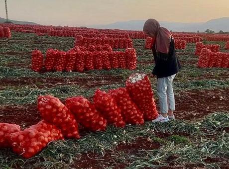 Hatay’da ihraç edilecek soğanlardan numune alındı