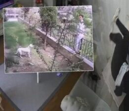 İstanbul’daki deprem anına ait yeni görüntüler: Köpek ve muhabbet kuşunun tepkisi kamerada