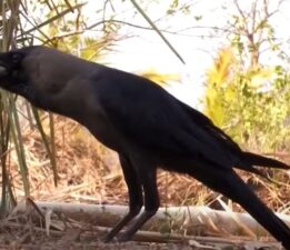 Konuşan karga Hindistan’da üne kavuştu