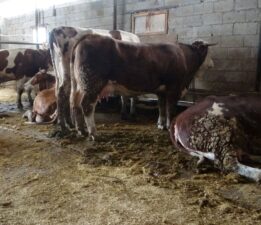 Malatya’da 4 büyükbaş hayvan akıma kapıldı