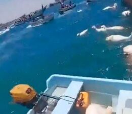 Yemen’de gemi enkazından ‘balık tutar gibi’ kuzu kurtardılar