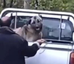 Yok böyle canilik! Trabzon’da köpeği halatla dövdü