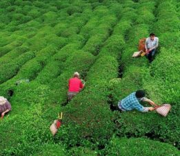 2025 çay bedeli ne kadar? Bakanlık yaş çay alım fiyatını açıkladı