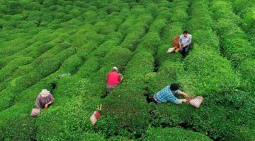 2025 çay bedeli ne kadar? Bakanlık yaş çay alım fiyatını açıkladı