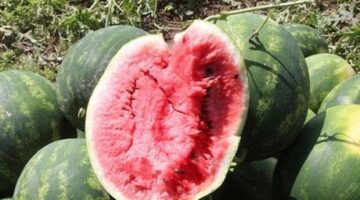 Adana’da sezonun ilk karpuz hasadı başladı; tarlada kilosu 7 TL