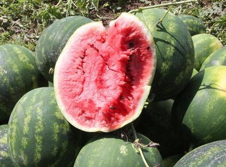 Adana’da sezonun ilk karpuz hasadı başladı; tarlada kilosu 7 TL