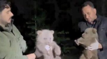 Annelerine ulaşılamayan yavru ayılar koruma altına alındı