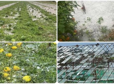 Antalya’da sağanak ürünlere zarar verdi