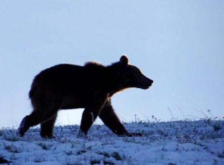 Ardahan’da yaşandı! Yolda önüne çıkan ayıyı kaydetmeye başladı, sonrası inanılmaz