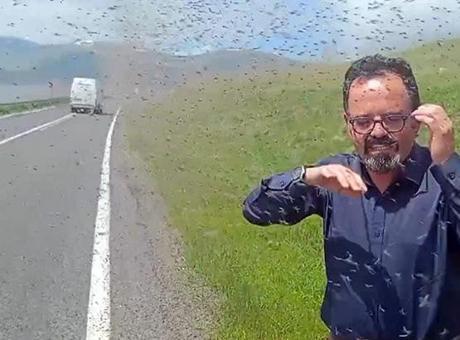 Bir anda sinek sürüsünün içinde kaldılar! Kentte ürküten istila