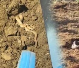 Bir kentte yılan istilası: Yolda ve tarlada görüldüler: Metrelerce uzunlukta…