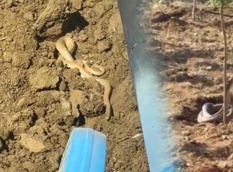 Bir kentte yılan istilası: Yolda ve tarlada görüldüler: Metrelerce uzunlukta…