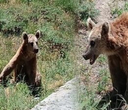 Bitlis Valiliği vatandaşları uyardı! Dikkat ‘bozayı’ çıkabilir