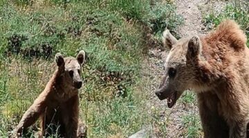 Bitlis Valiliği vatandaşları uyardı! Dikkat ‘bozayı’ çıkabilir