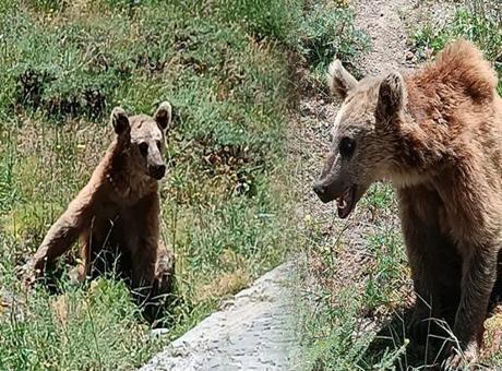 Bitlis Valiliği vatandaşları uyardı! Dikkat ‘bozayı’ çıkabilir