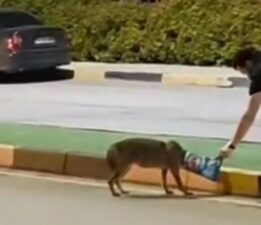Çakalın başına takılan poşeti öğretim görevlisi çıkardı