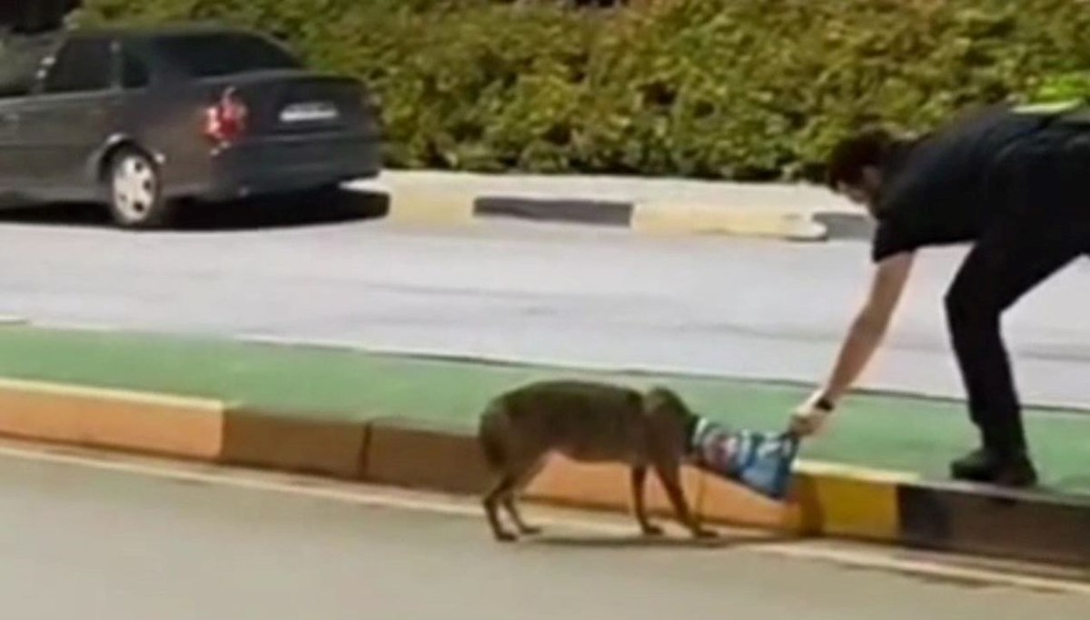Çakalın başına takılan poşeti öğretim görevlisi çıkardı