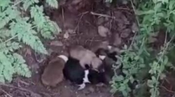Çiftçi son anda fark etti! ‘Hepsini biçiyordum az kalsın’