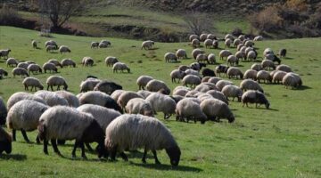 Çiftçilere 18 bin TL destek ödemesi yapılacak: Hayvancılığa Destek Projesi 2025 başvuru sonuçları sorgulama ekranı