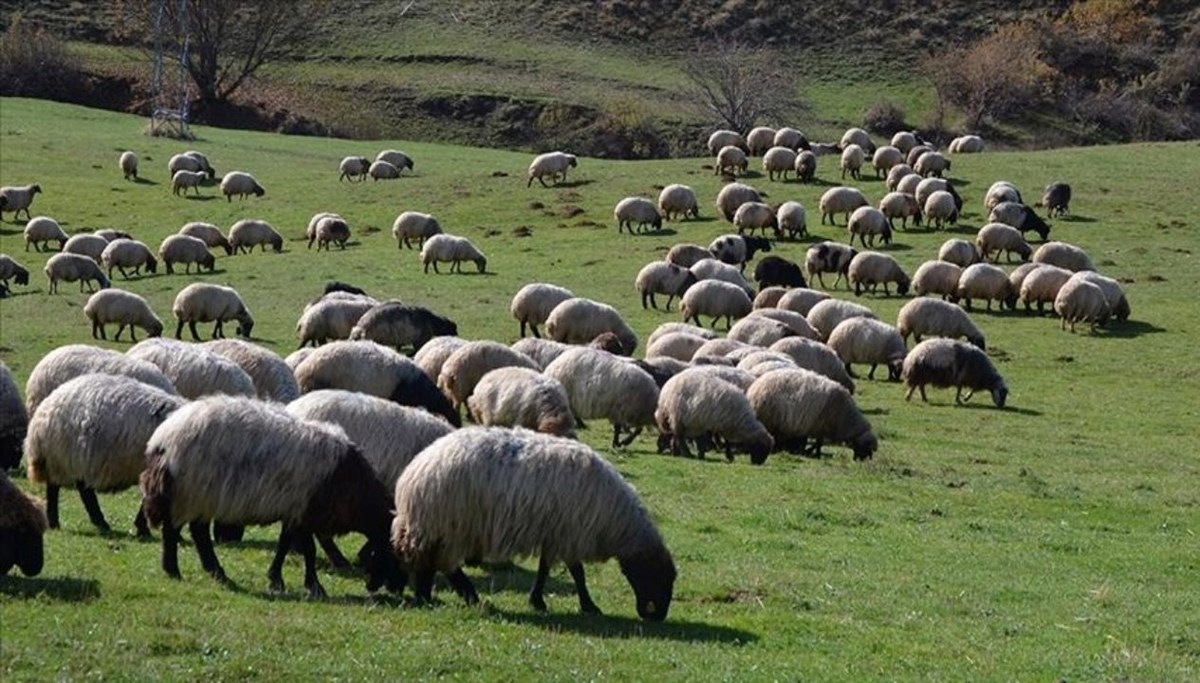 Çiftçilere 18 bin TL destek ödemesi yapılacak: Hayvancılığa Destek Projesi 2025 başvuru sonuçları sorgulama ekranı