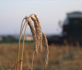Çiftçilere 5,1 milyar lira destek ödemesi bugün yapılacak