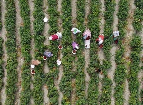 Çiftçilere destek ödemesi bugün yapılacak