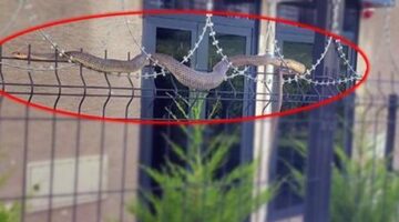 Dev yılan sitede oturanların kabusu oldu! Kimse korkudan yaklaşamadı
