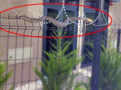 Dev yılan sitede oturanların kabusu oldu! Kimse korkudan yaklaşamadı
