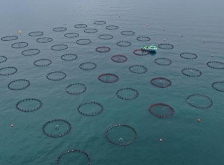 Doğu Karadeniz’in 4 aylık su ürünleri ihracatı 47,8 milyon doları aştı