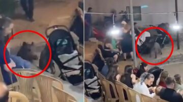 Düğüne dalan yaban domuzu paniğe neden oldu