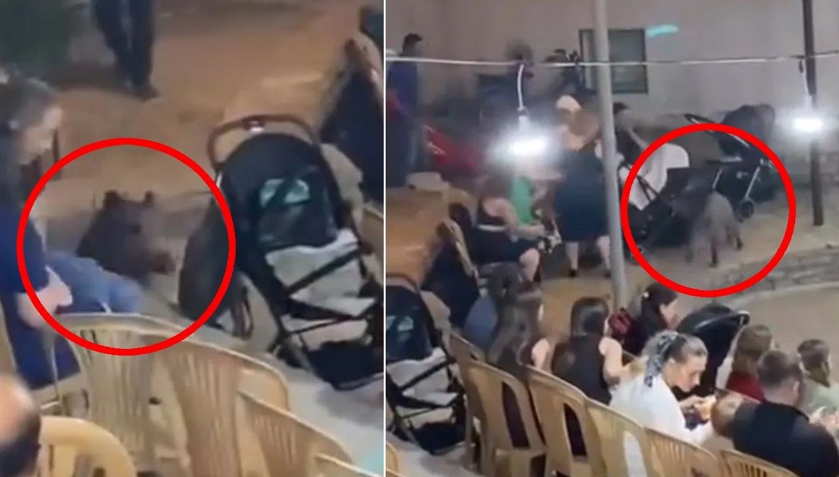 Düğüne dalan yaban domuzu paniğe neden oldu