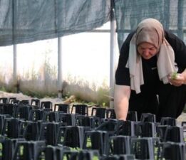 Emekliliğinden sonra girişimci oldu! Ata tohumundan fide yetiştiriyor