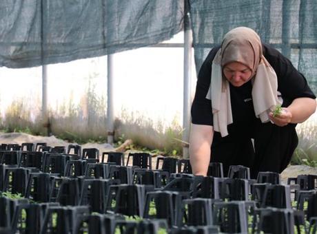 Emekliliğinden sonra girişimci oldu! Ata tohumundan fide yetiştiriyor