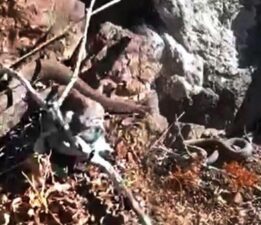 En zehirli tür! Bölgede ikinci kez görüldü: Isırdığı an yaşama şansı bırakmıyor