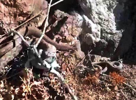 En zehirli tür! Bölgede ikinci kez görüldü: Isırdığı an yaşama şansı bırakmıyor