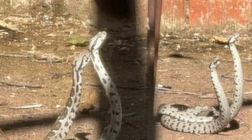 En zehirli tür! Evin bahçesinde şoke eden görüntü! Metrelerce uzunlukta yılanlar…