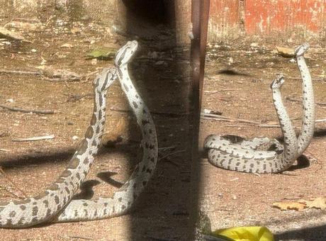 En zehirli tür! Evin bahçesinde şoke eden görüntü! Metrelerce uzunlukta yılanlar…
