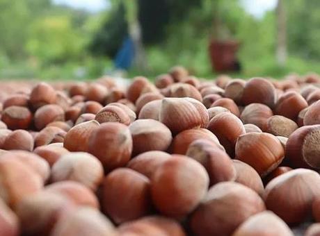 Fındık ihracatından 8 ayda 1,9 milyar doları aşkın gelir sağlandı